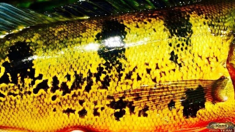 South Florida Peacock Bass Fishing Adventures