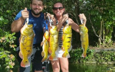 South Florida Peacock Bass Fishing Charter