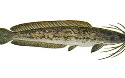 Top Florida Fishing Holes for Catfish