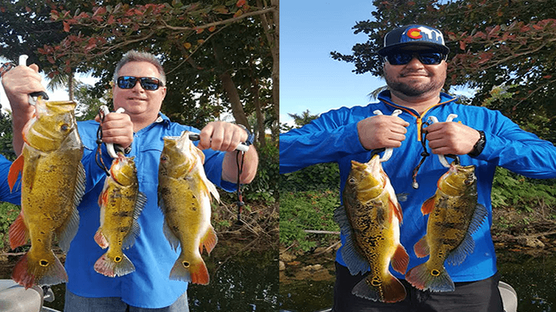 South Florida Falls Peacock Bass Fishing with Capt Bob Miley