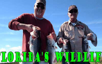 Florida Abundant Wildlife in Okeechobee City Florida