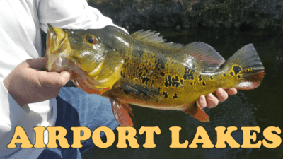 Butterfly Peacock Bass Fishing- South Miami Airport Lakes