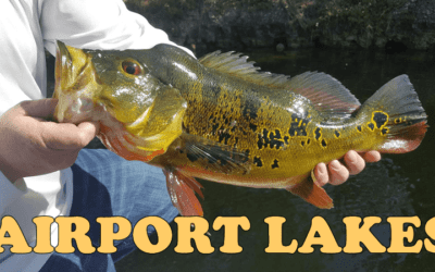 Butterfly Peacock Bass Fishing- South Miami Airport Lakes