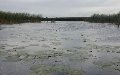 Bass fishing On Okeechobee After The Cold Front