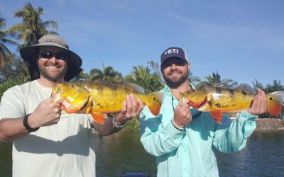Peacock Bass Fishing In Miami Fort Lauderdale And Palm Beach