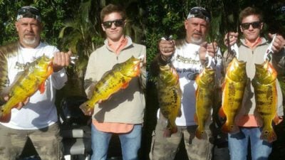 Catching Peacock Bass On Megabass Jerk Baits In Lake Ida