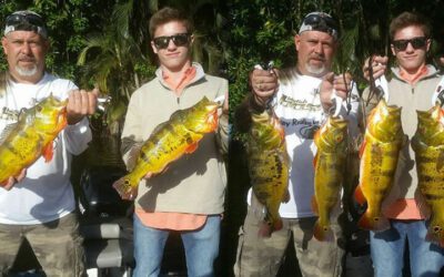 Catching Peacock Bass On Megabass Jerk Baits In Lake Ida