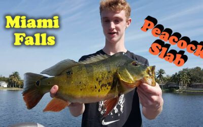 Florida Keys To Peacock Bass Fishing Miami Falls