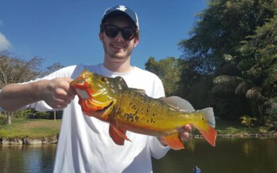 Miami Trophy Peacock Bass Fishing with BassOnline