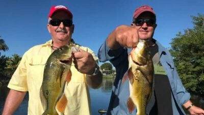 Double Up Peacock Bass Fishing Golden Gate Canal
