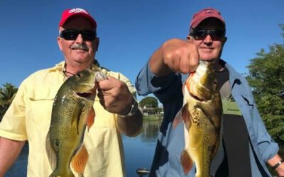 Double Up Peacock Bass Fishing Golden Gate Canal