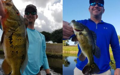 Sunny South Florida Peacock Bass Fishing Lake Ida