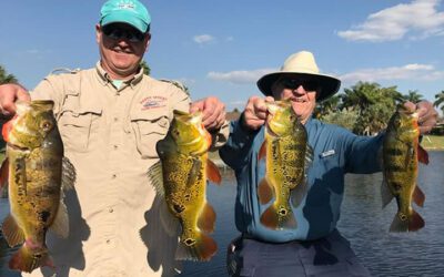 South West Florida Bass Fishing