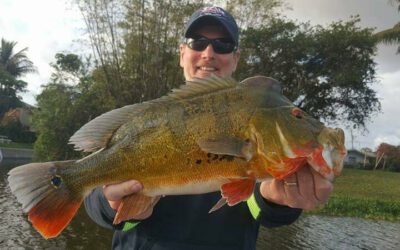 Airport Lakes Peacock Bass Fishing