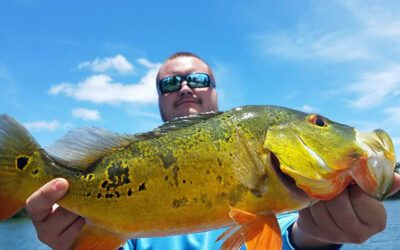 Peacock Bass Fishing Charters