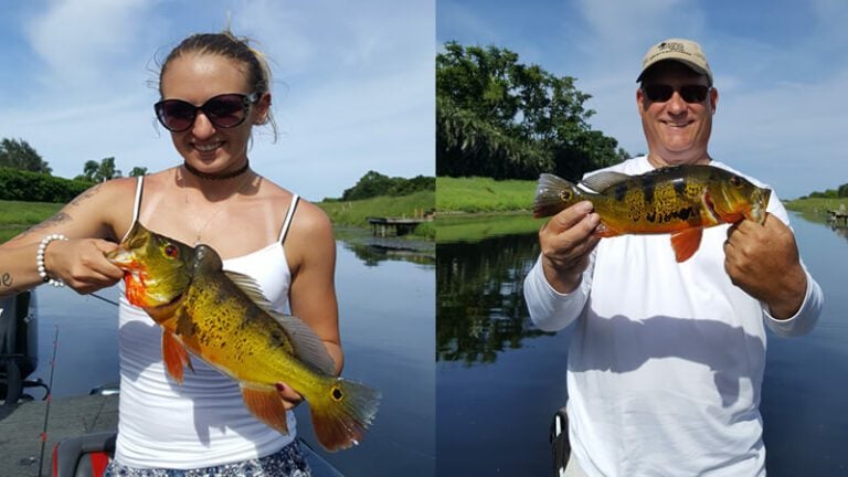Florida Peacock Bass Charter 11 Florida Peacock Bass Charter