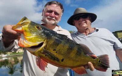 Fall Monster Peacock Bass Fishing