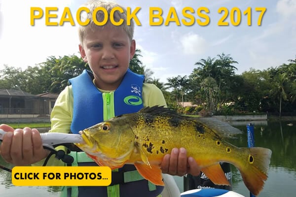 2017 Peacock Bass Pictures