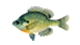 Belle Glade Fl Fishing 14 Bluegill