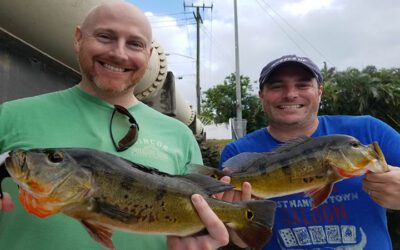 Peacock Bass Fishing Hunt in Palm Beach County on Lake Ida