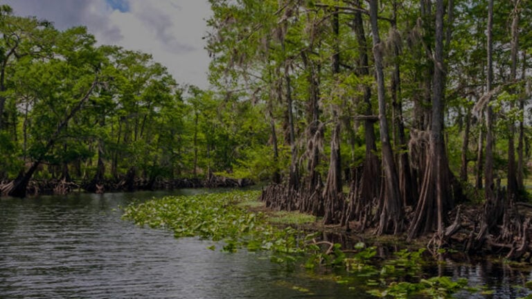 St Augustine, FL 7 St Johns River Florida Fishing