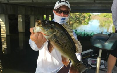 Captain First Peacock Bass in Naples Florida on Golden Gate Canal