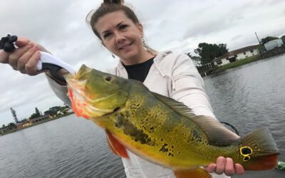 First Peacock Bass Fishing Trip on the Golden Gate Canal