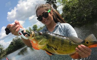 Bonding Peacock Bass Fishing in Naples Florida with Captain Mark Rose