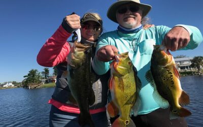 Florida Fishing Ledges for Peacock Bass in Naples