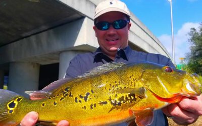 Mississippi Natives Take on Blue Lagoon Fishing for Florida Peacock Bass