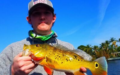 Excellent Day Peacock Bass Fishing in South Florida