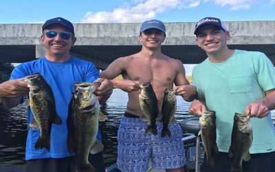 Giant Numbers Florida Everglades Fishing for Largemouth Bass