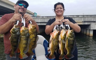 Monster Peacock Bass Bag While Florida Fishing Miami