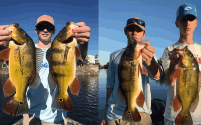 Winter Peacock Bass Fishing in Naples, Fl with Capt Mark Rose