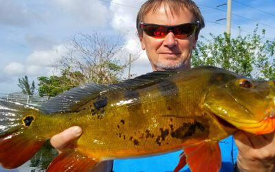 France Native Experiences Awesome Peacock Bass Fishing in Florida