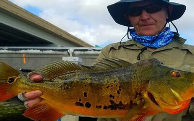 Miami Trophy Peacock Bass Fishing in South Florida