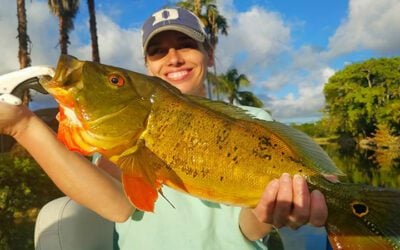 June Trophy Peacock Bass Fishing Charters in Miami Florida