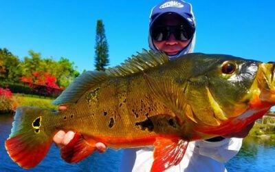 Trophy Miami Falls System Fishing for Peacock Bass in Florida