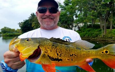 Summer Peacock Bass Fishing Charter in South Florida