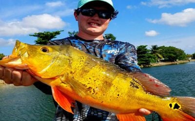 Urban Miami Peacock Bass Fishing Charters with Local Experts