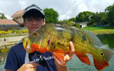 Fall Peacock Bass Fishing Charters in Miami, FL