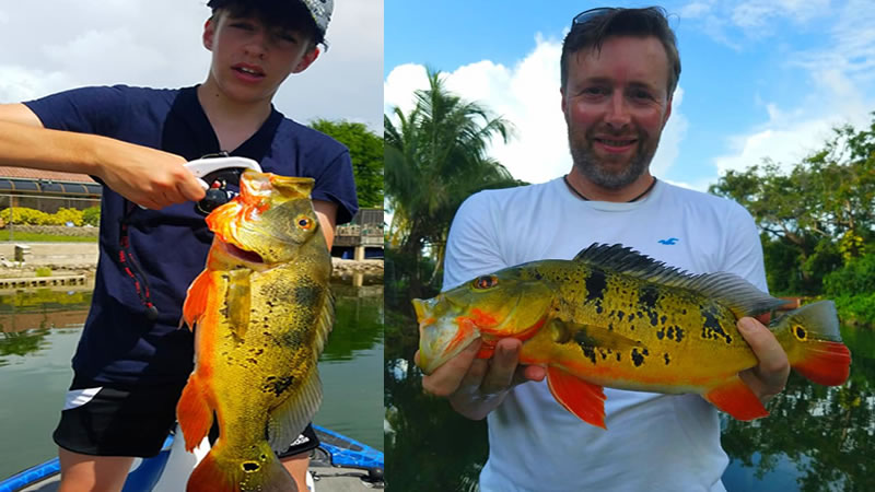 Fall Peacock Bass Fishing 1