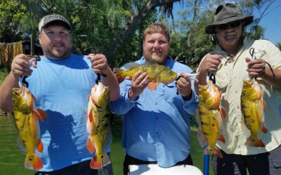Outstanding Peacock Bass Fishing in Miami, FL
