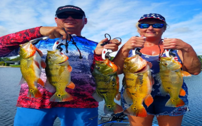 Holiday Peacock Bass Fishing in Miami, FL with Local Experts