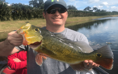 Cool Weather Peacock Fishing in Palm Beach County, FL