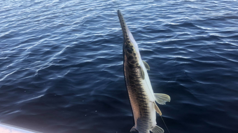 kissimmee big bass adventures 3