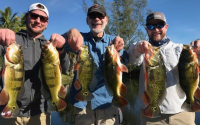 Naples Peacock Fishing Charters While Florida Bass Fishing