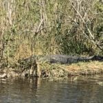 Alligator Alley 41 thumbnail