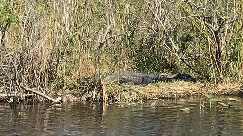 Alligator Alley 41 photo