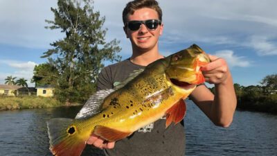 Naples Friendly Peacock Bass